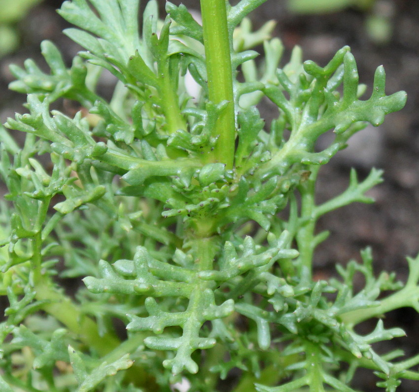 Image of Ismelia carinata specimen.