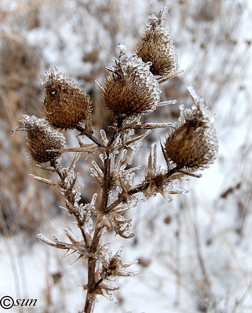 Image of Cirsium vulgare specimen.