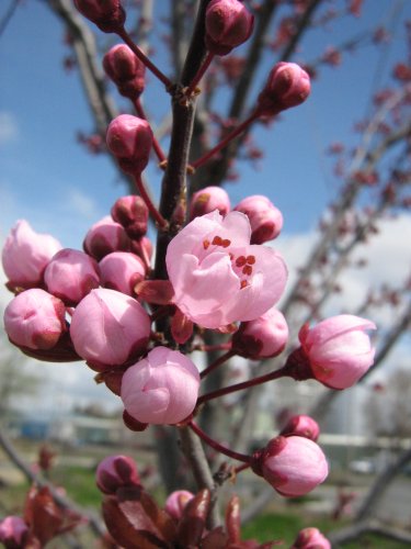 Изображение особи род Malus.