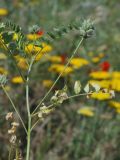 Astragalus filicaulis