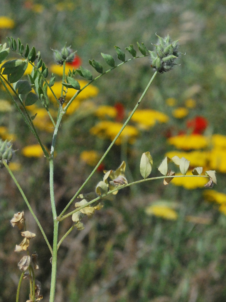 Изображение особи Astragalus filicaulis.