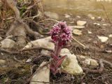 Petasites hybridus. Цветущее растение. Краснодарский край, Абинский р-н, окр. ст. Шапсугская, дубовый лес, берег р. Адегой. 08.03.2014.