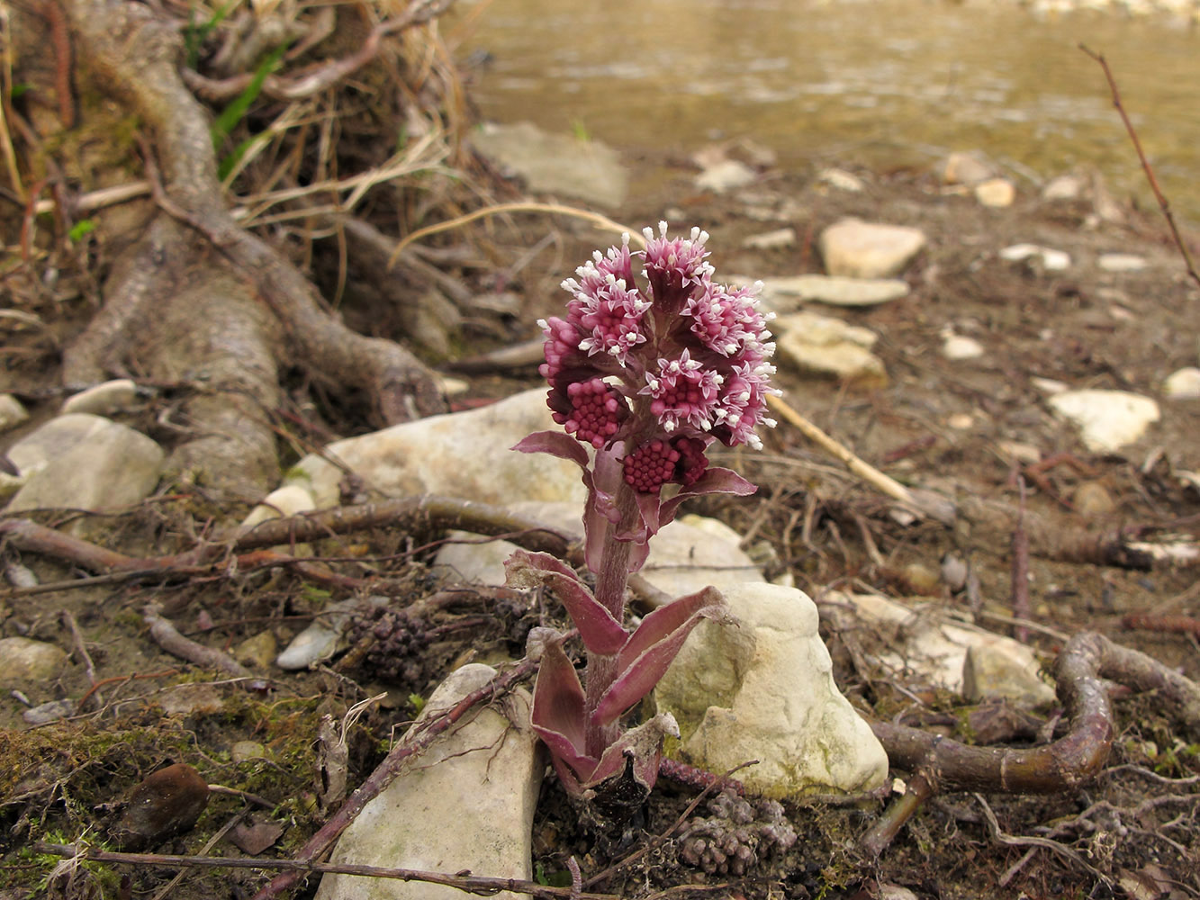 Изображение особи Petasites hybridus.