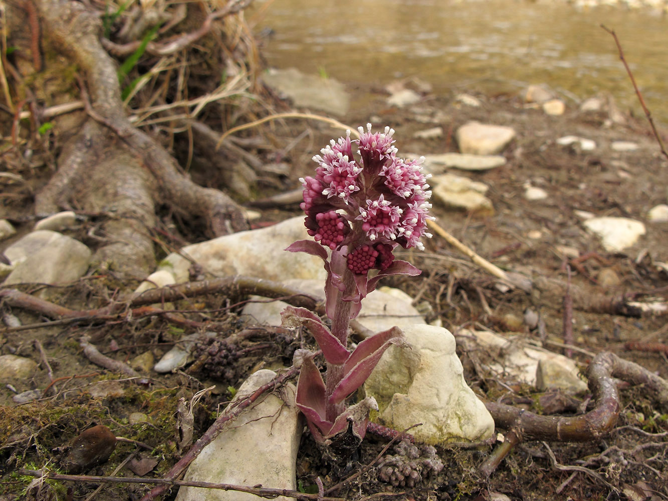 Изображение особи Petasites hybridus.