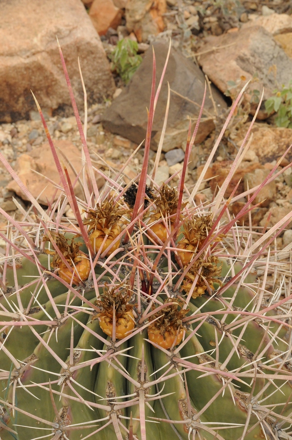 Image of Ferocactus rectispinus specimen.