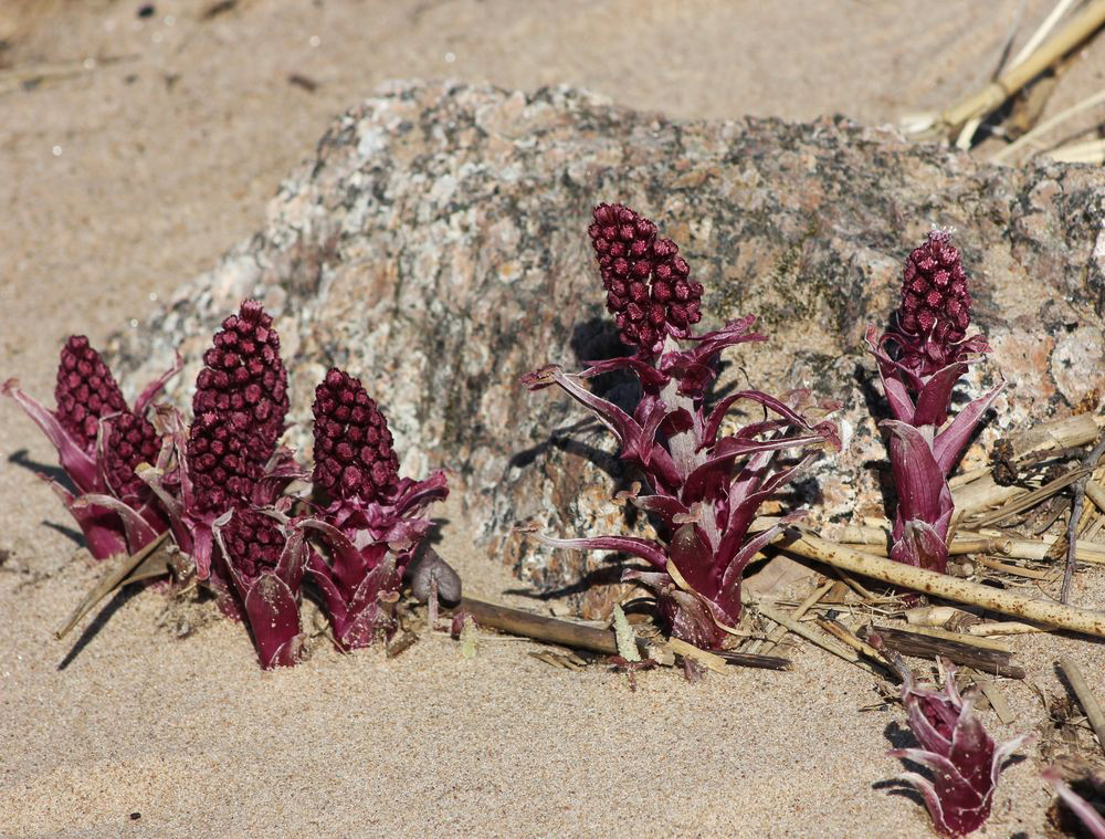 Image of Petasites hybridus specimen.