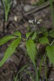 Cardamine leucantha