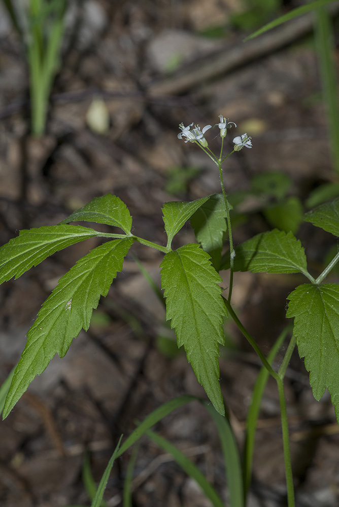 Image of Cardamine leucantha specimen.