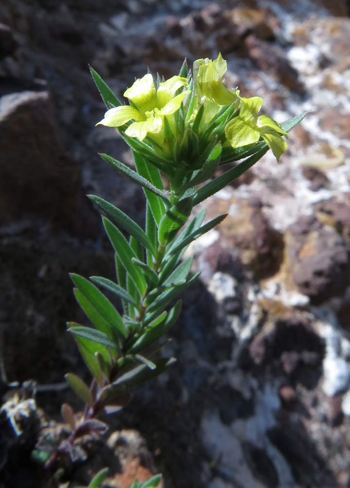 Image of Linum strictum specimen.