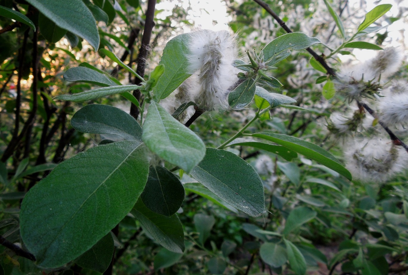 Изображение особи Salix cinerea.