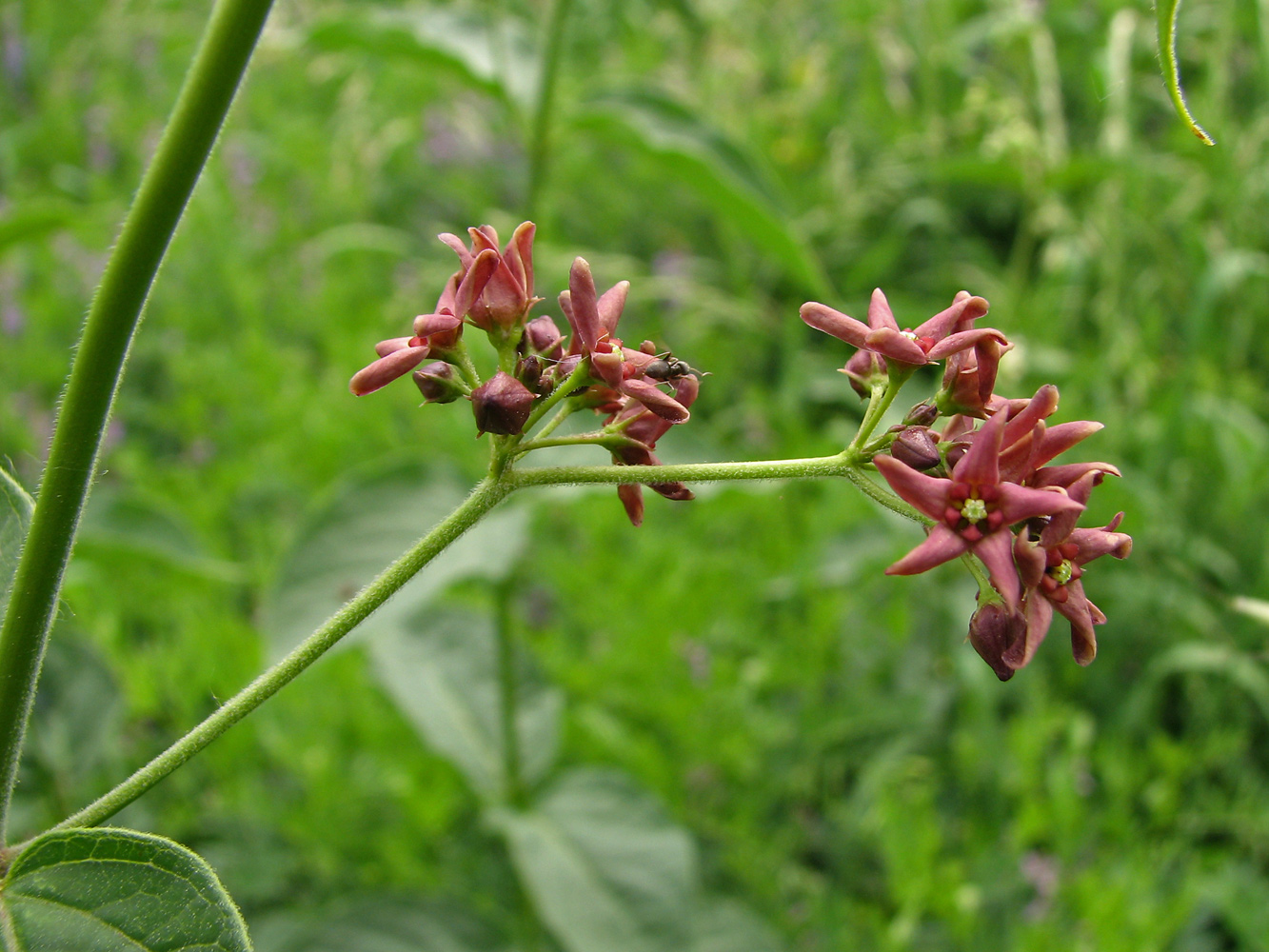 Image of Vincetoxicum rossicum specimen.