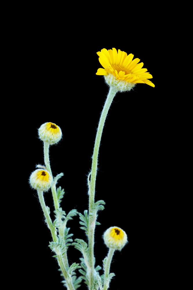 Image of Anthemis tinctoria specimen.
