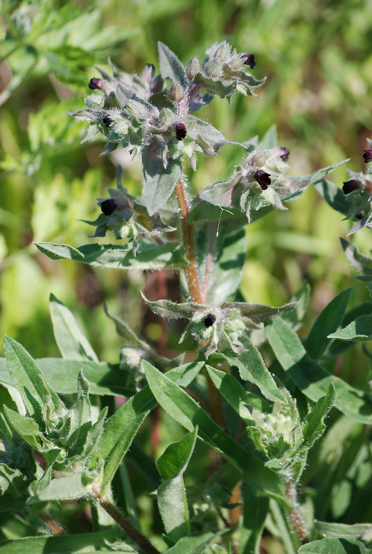 Image of Nonea rossica specimen.