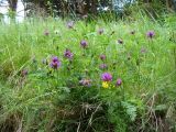 Astragalus onobrychis. Цветущее растение. Ставропольский край, г. Кисловодск, дорога на Малое Седло, на высоте около 1020 м н.у.м. (43°53′56,59″ с.ш., 42°44′52,64″ в.д.). 04.06.2014.