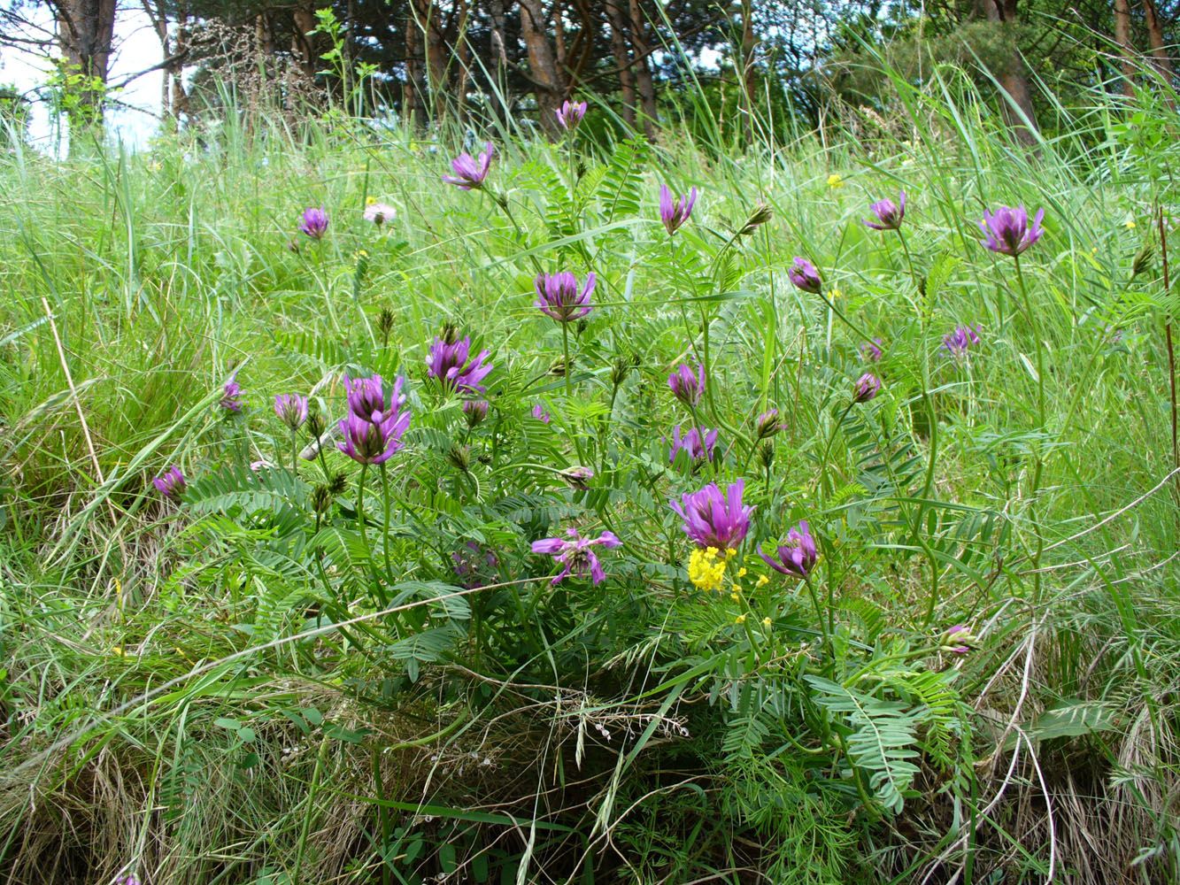 Изображение особи Astragalus onobrychis.