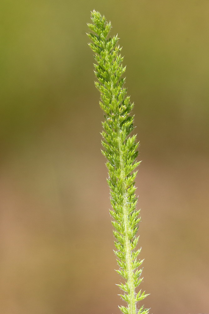 Изображение особи род Achillea.