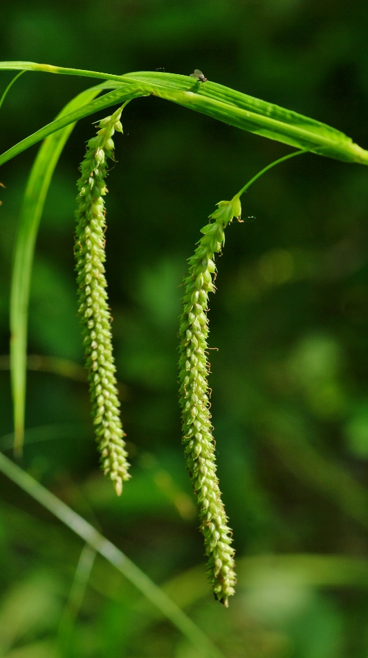 Изображение особи Carex jaluensis.