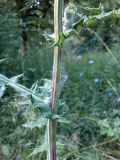 Echinops sphaerocephalus