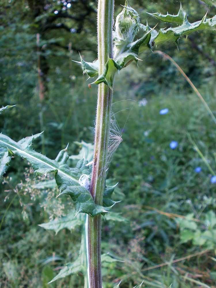 Изображение особи Echinops sphaerocephalus.