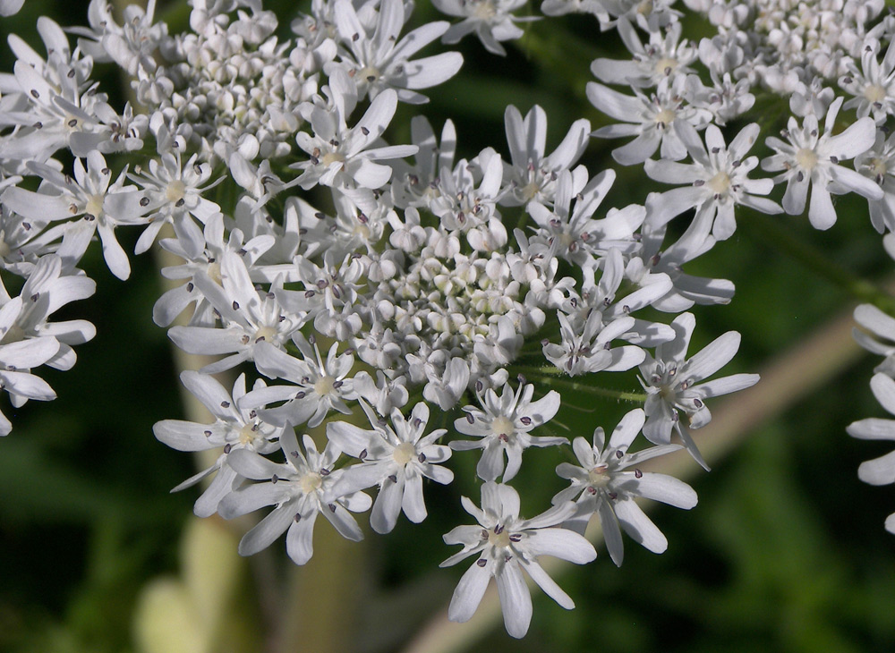 Image of Heracleum mantegazzianum specimen.