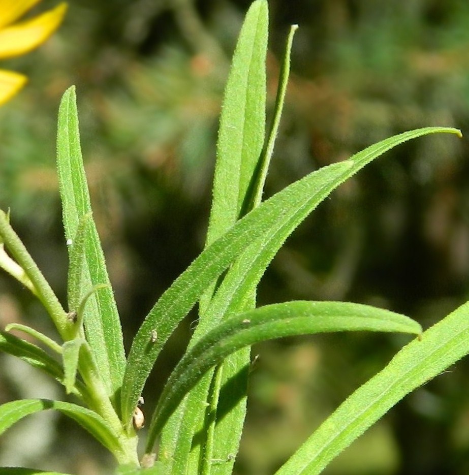 Image of genus Hieracium specimen.
