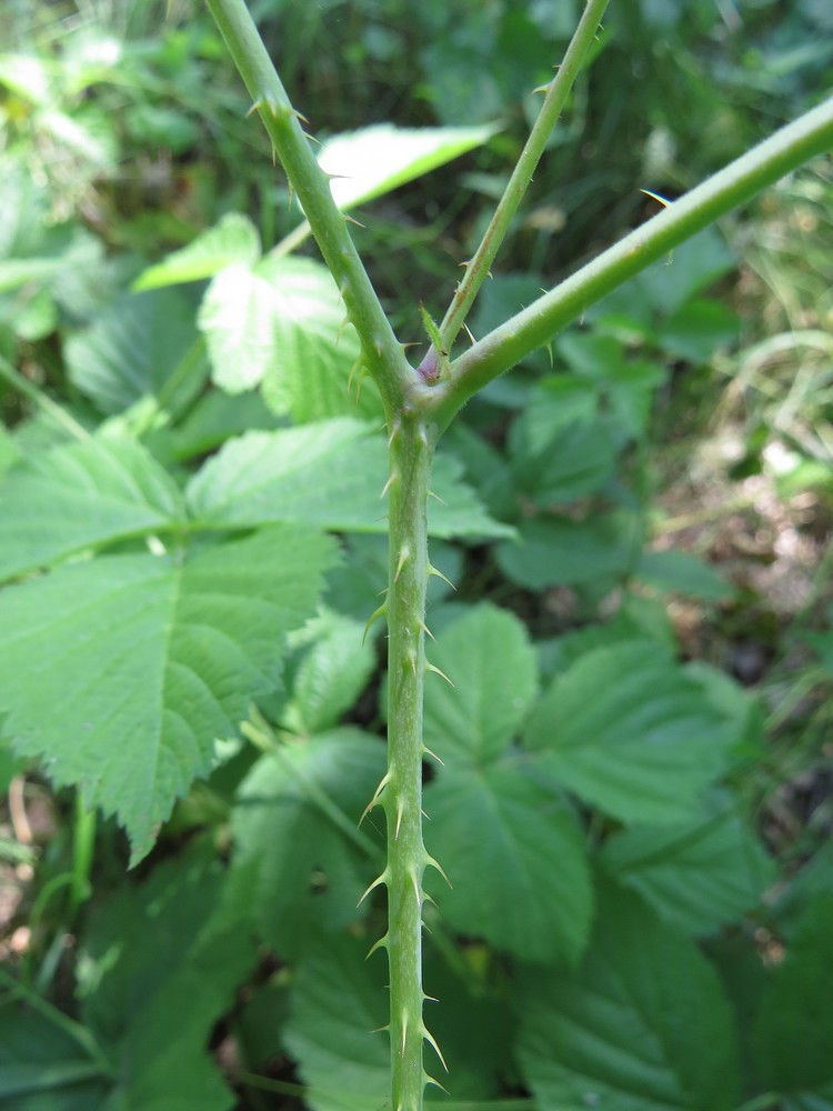 Изображение особи Rubus caesius.