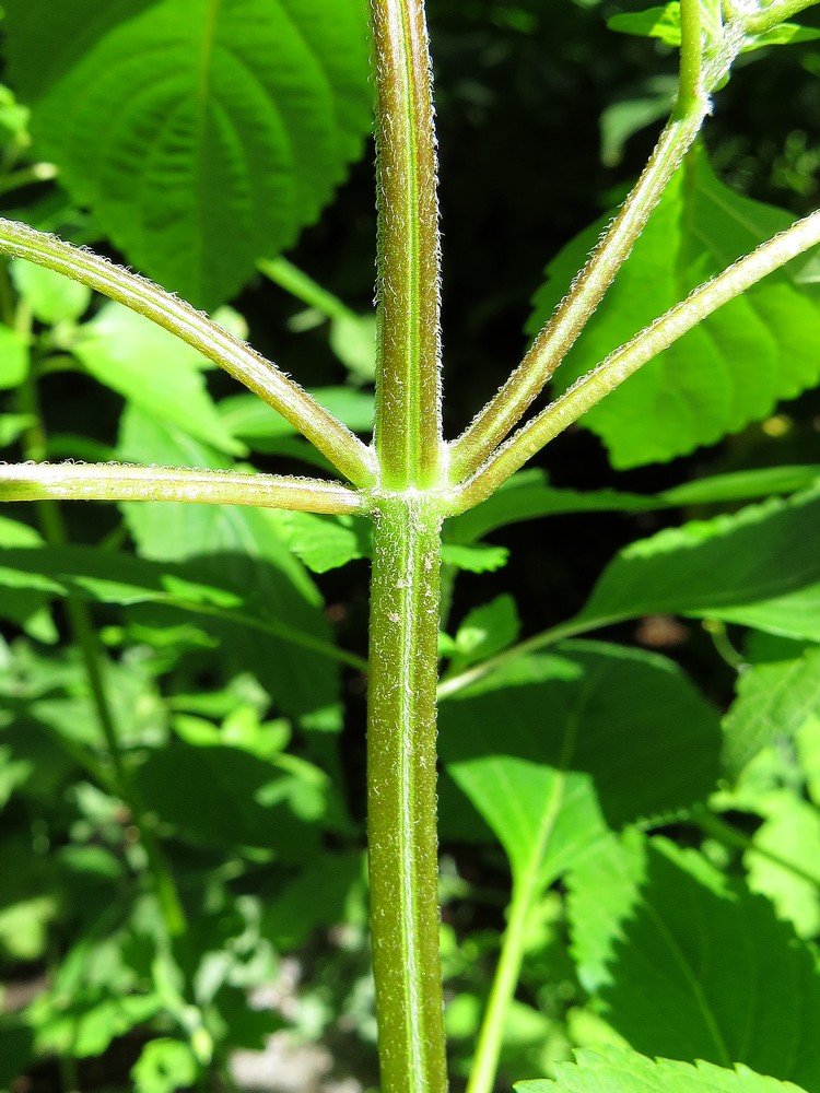 Изображение особи Elsholtzia ciliata.