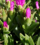 familia Aizoaceae. Верхушки побегов с бутонами. Германия, г. Дюссельдорф, Ботанический сад университета. 03.07.2014.