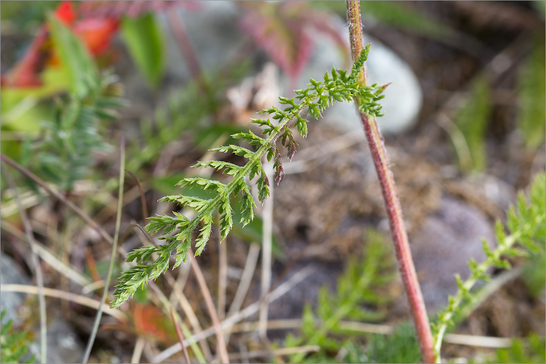 Image of Achillea apiculata specimen.