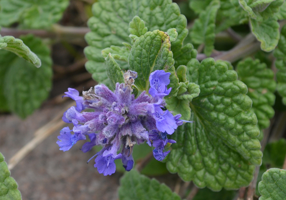 Image of genus Nepeta specimen.