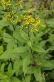 Senecio ovatus