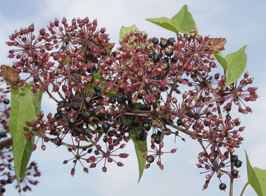 Image of Aralia cordata specimen.