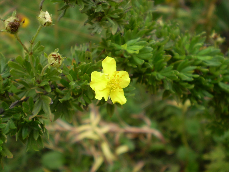 Image of Dasiphora fruticosa specimen.