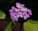 Iberis umbellata. Соцветие. Московская обл., Раменский р-н, окр. дер. Хрипань, садовый участок. 19.07.2014.