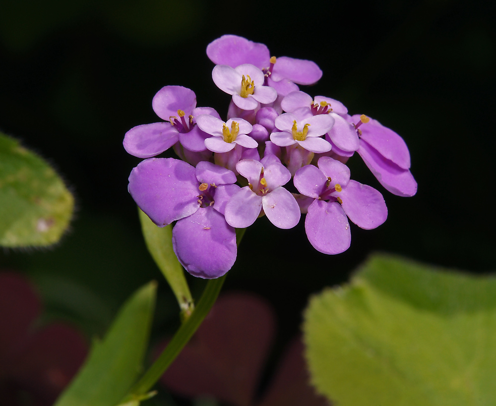 Image of Iberis umbellata specimen.