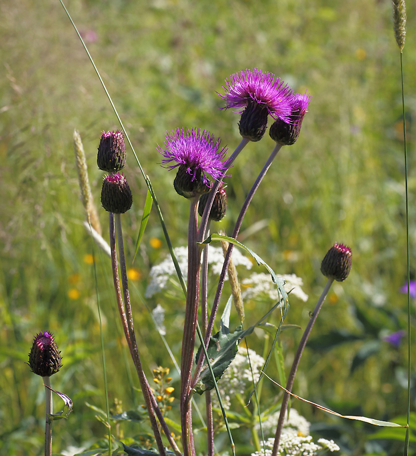 Image of Cirsium heterophyllum specimen.