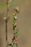 genus Polygonum. Верхушка цветущего побега. Ростовская обл., Мясниковский р-н, Сафьянова балка. 14.09.2014.