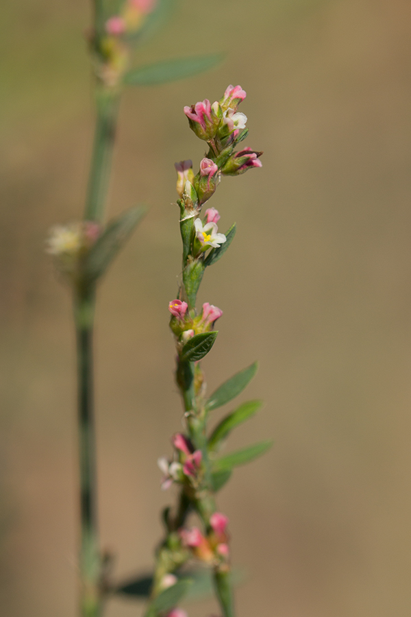 Image of genus Polygonum specimen.