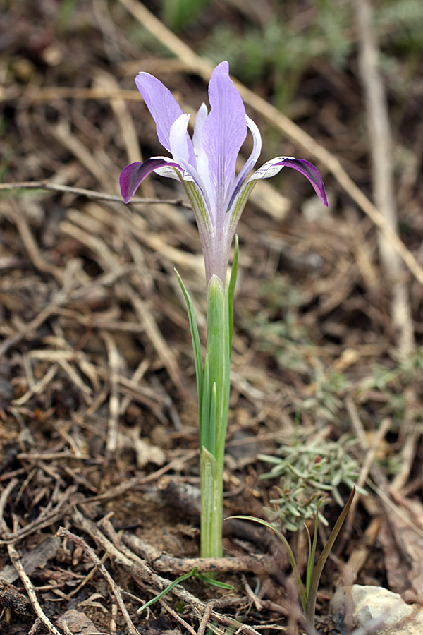 Изображение особи Iridodictyum kolpakowskianum.