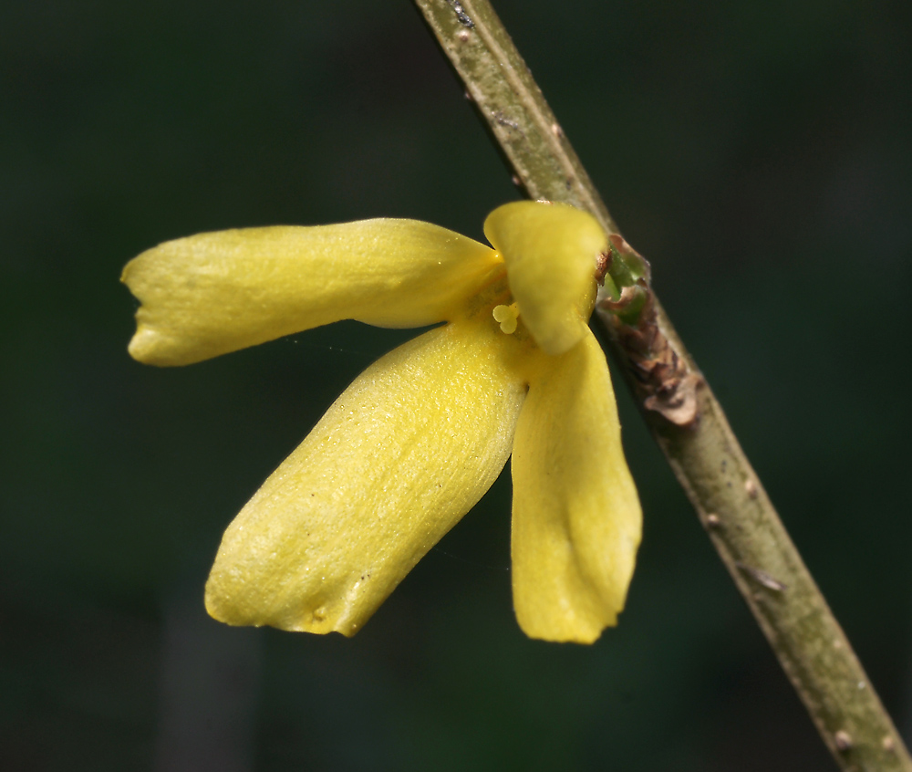 Изображение особи род Forsythia.