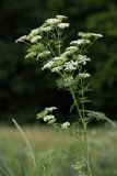 Conium maculatum. Верхушка цветущего растения. Белгородская обл., пос. Борисовка, Лес-на-Ворскле, суходольный луг. 03.07.2009.