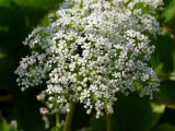 Ligusticum scoticum. Соцветие. Камчатский край, Елизовский район, юго-восточное побережье, район Халактырского пляжа, галечник. 12.08.2007.