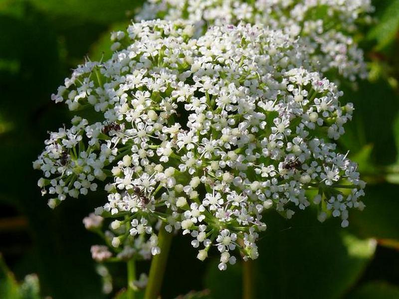 Изображение особи Ligusticum scoticum.