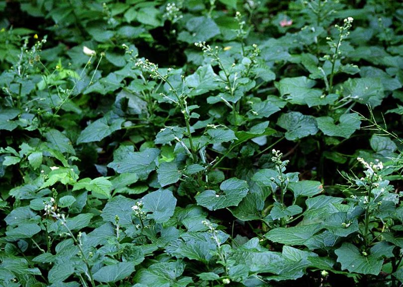 Image of Adenocaulon adhaerescens specimen.