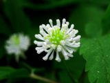 Anemone reflexa. Цветок. Красноярский кр., Ермаковский р-н, окр. пос. Танзыбей, черневой лес по р. Малый Кебеж. 13.05.2009.