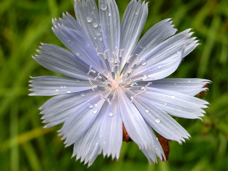 Image of Cichorium intybus specimen.