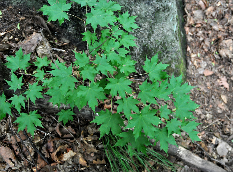 Image of Acer mono specimen.