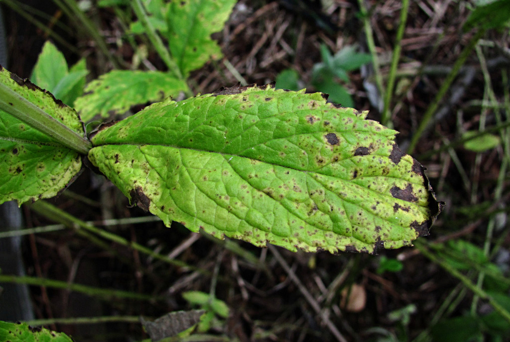 Image of Mentha longifolia specimen.