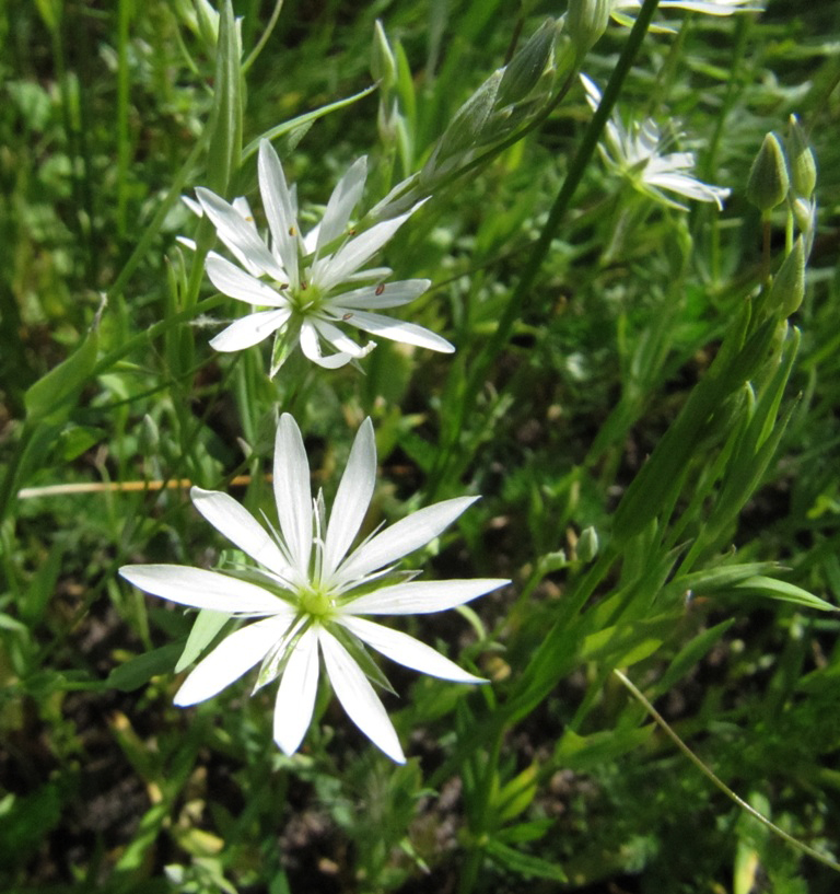Изображение особи Stellaria graminea.