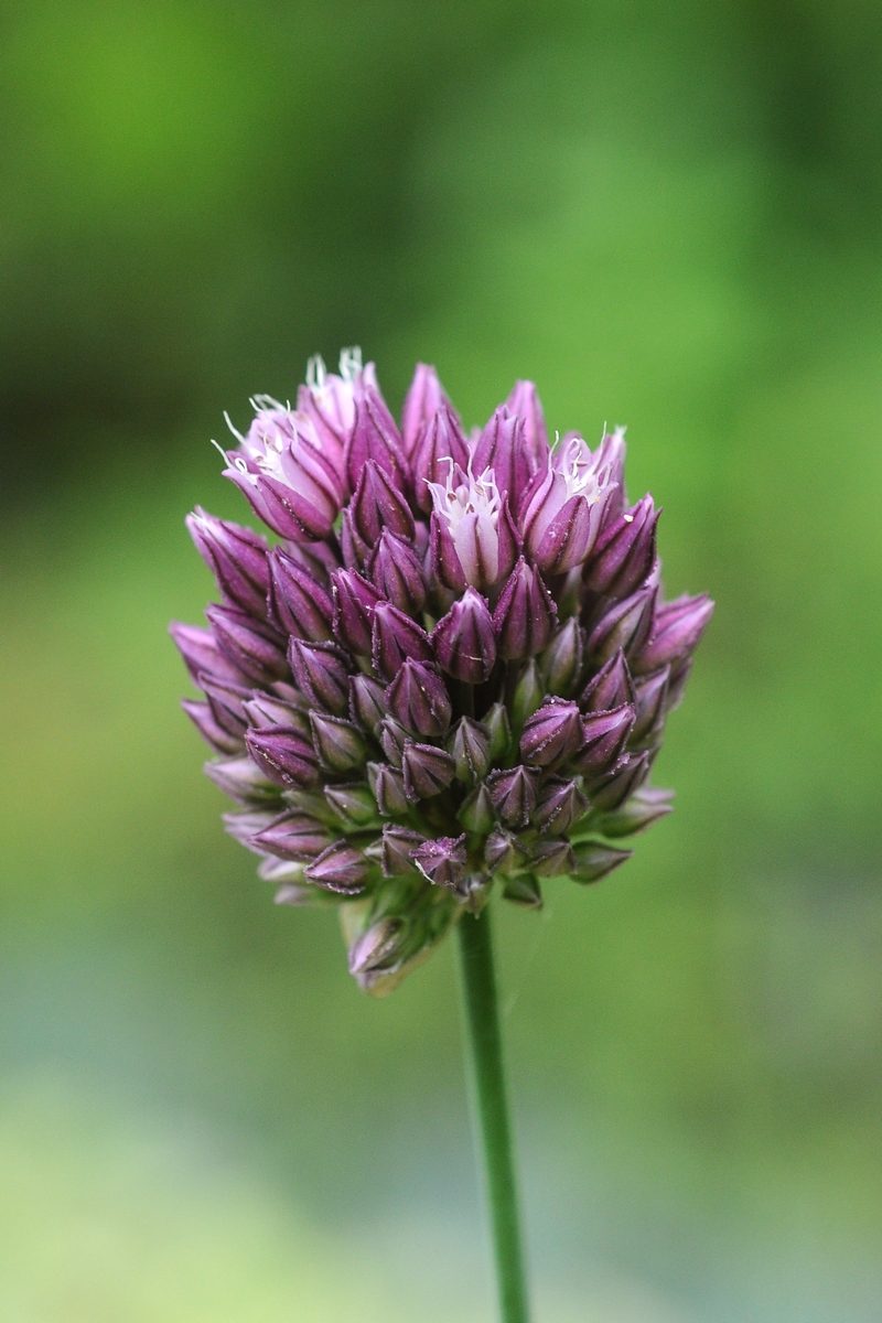 Image of Allium erubescens specimen.